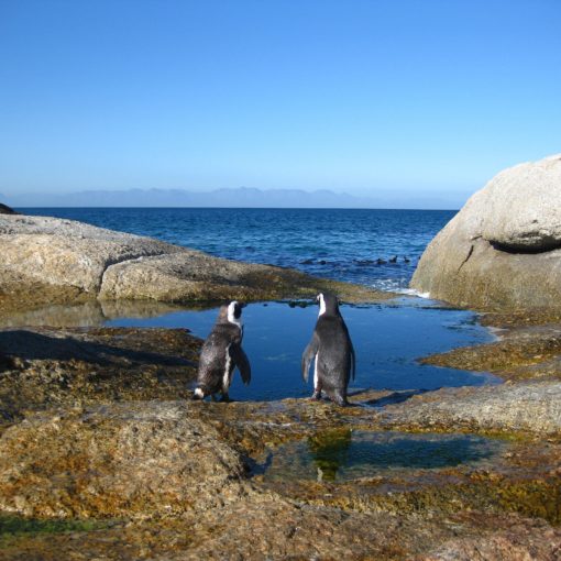 cape-of-good-hope-643086_1920